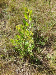 Persoonia cornifolia
