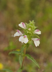 Bellardia trixago