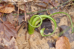 Smilax smallii
