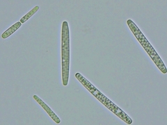 Tolypocladium capitatum