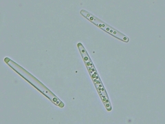 Tolypocladium capitatum