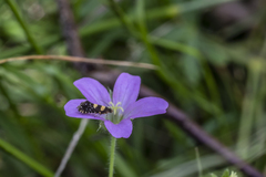 Geranium solanderi