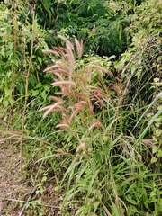 Cenchrus polystachios