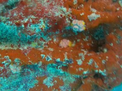 Tubastraea coccinea