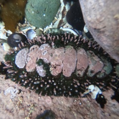 Acanthopleura echinata