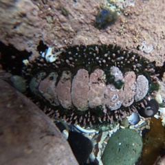 Acanthopleura echinata