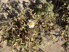 Perityle crassifolia