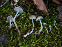 Mycena semivestipes