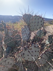 Opuntia azurea