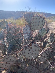 Opuntia azurea