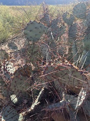 Opuntia azurea