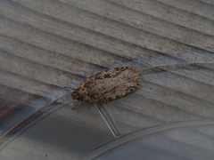 Agonopterix pulvipennella