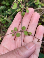 Coprosma rotundifolia