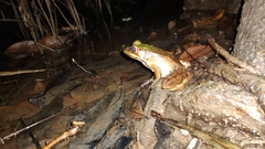 Lithobates vaillanti