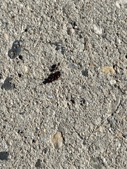 Tetramorium immigrans