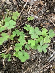 Oxalis dillenii