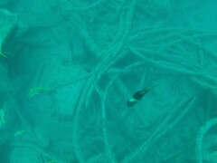 Parupeneus multifasciatus