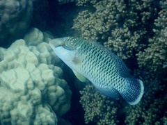 Cheilinus undulatus