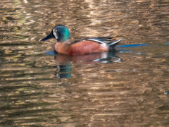 Spatula clypeata × cyanoptera