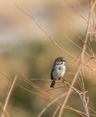 Artemisiospiza belli