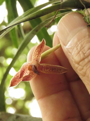 Maxillaria meleagris