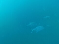 Ferdauia ferdau