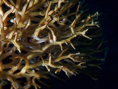 Seriatopora hystrix