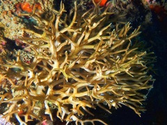 Seriatopora hystrix