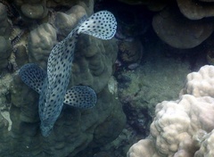 Chromileptes altivelis