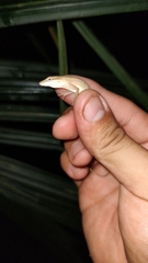 Anolis sericeus