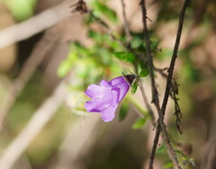 Prostanthera hirtula