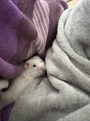 Mesocricetus auratus