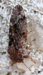 Pachypsylla celtidisvesicula