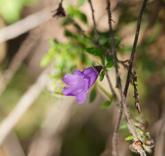 Prostanthera hirtula
