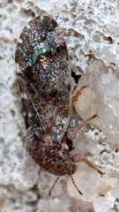 Pachypsylla celtidisvesicula