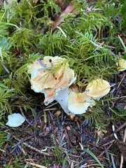 Albatrellus avellaneus