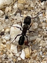 Rhytidoponera victoriae