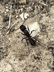 Rhytidoponera victoriae