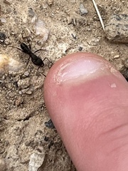 Rhytidoponera victoriae