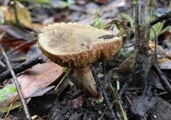 Xerocomellus diffractus