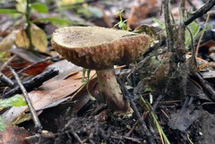 Xerocomellus diffractus