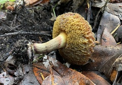 Xerocomellus diffractus