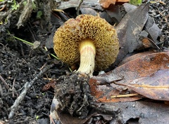 Xerocomellus diffractus