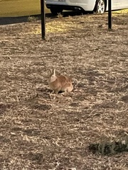 Oryctolagus cuniculus domesticus