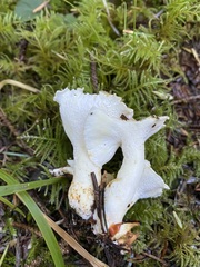 Albatrellus avellaneus