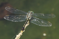 Arigomphus villosipes