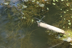 Arigomphus villosipes