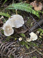 Ampulloclitocybe