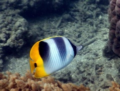 Chaetodon ulietensis