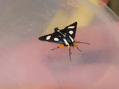 Alypia octomaculata